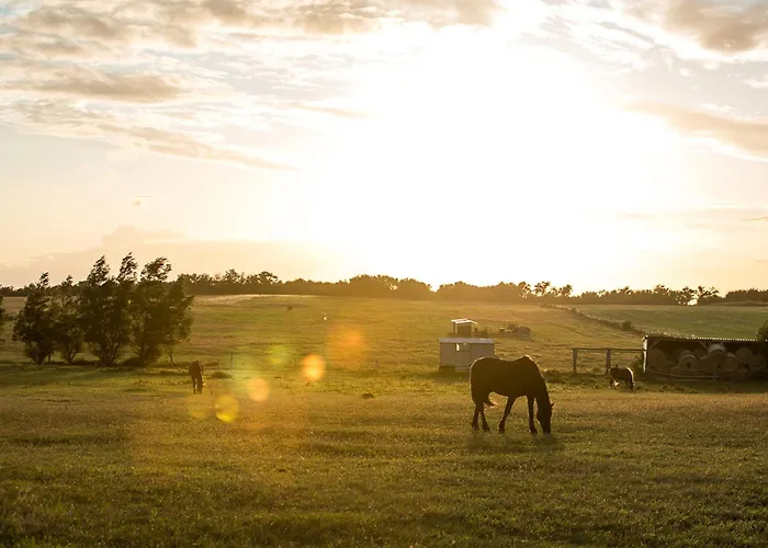 Schilfrohrsaenger 45 Tatil Evi Fuhlendorf (Mecklenburg-Vorpommern)